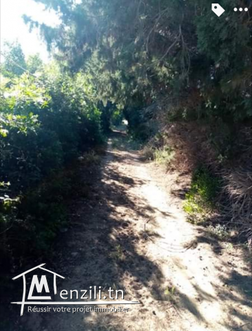 terrain de 8300 m2 a vendre a El Hawaria