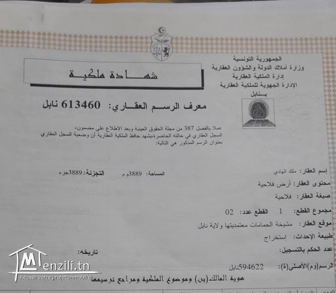 A vendre un terrain de 515m2:RTE Hammamet-BIR BOUREGBA(260 dt/m) soit 134 000 DT