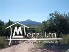 terrain agricole olives 95hectares zaghoin