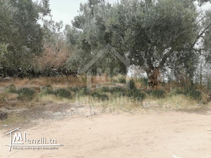 un superbe #terrain  1KM de #Hammamet  centre ville ????????51500503