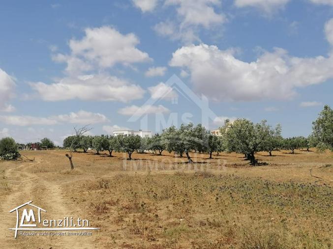 terrain sur deux façades a 7KM de YASSMIN Hammamet