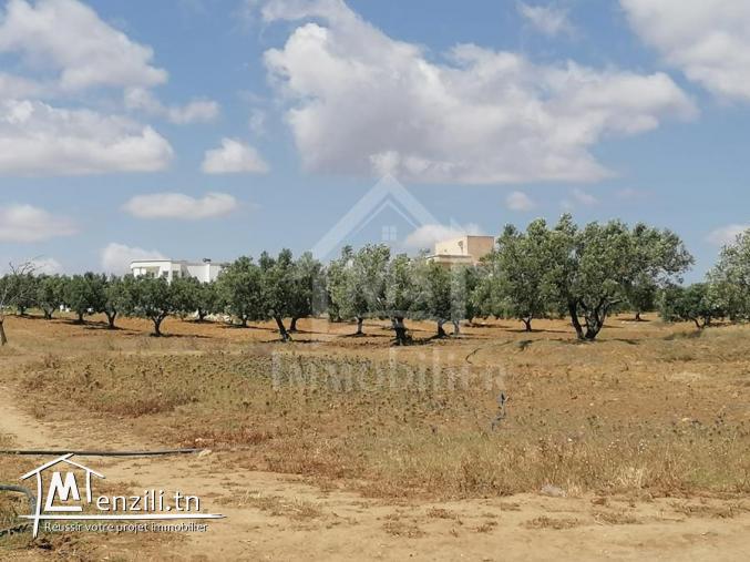 terrain sur deux façades a 7KM de YASSMIN Hammamet
