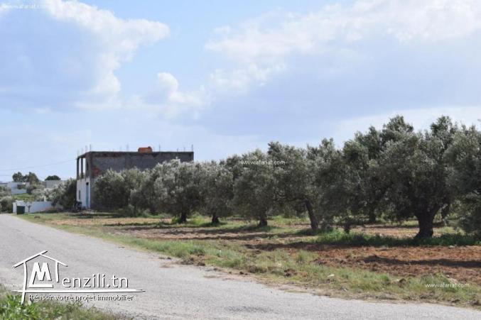 TERRAIN 1160M2 DHUIKLA YASMINE HAMMAMET