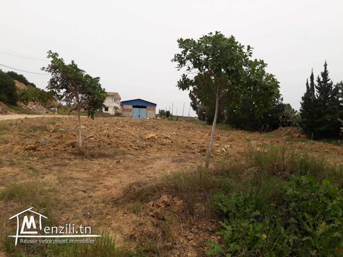 هنشير صيّاح