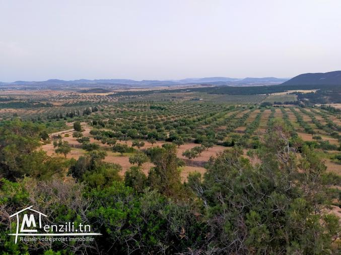 هنشير صيّاح