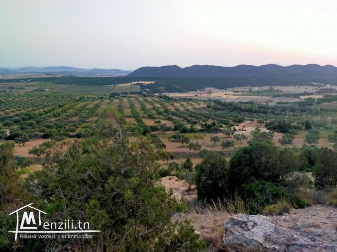 هنشير صيّاح