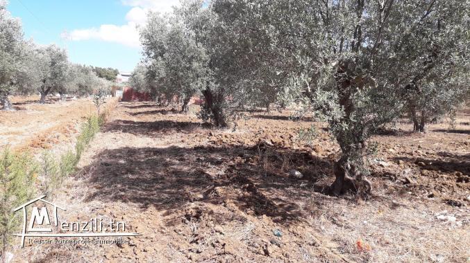 Terrain constructible de 1000m2