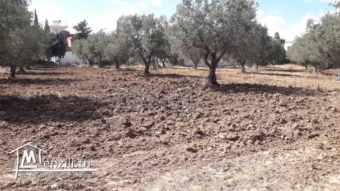 Terrain constructible de 1000m2