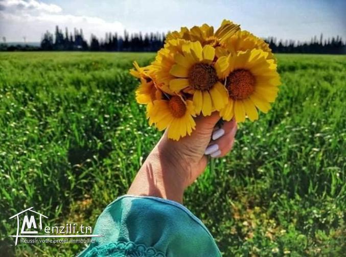 Terrain 250 m² à Manzel Ibrahim ( Kélibia)☎29232582