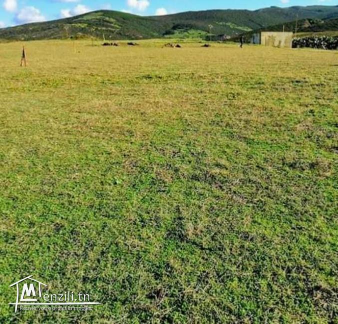 a vendre un terrain de 2500 m2