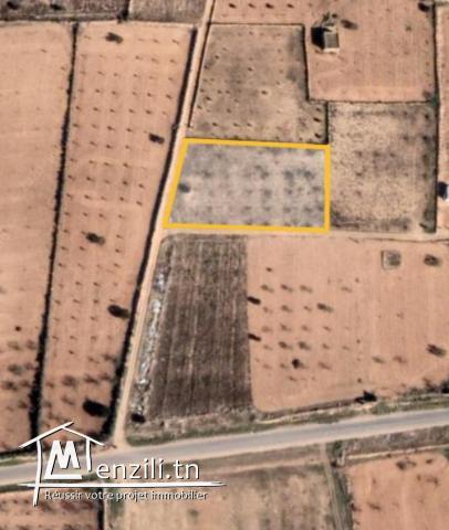 Terrain à vendre,  Route El Ain km 15 , Sfax