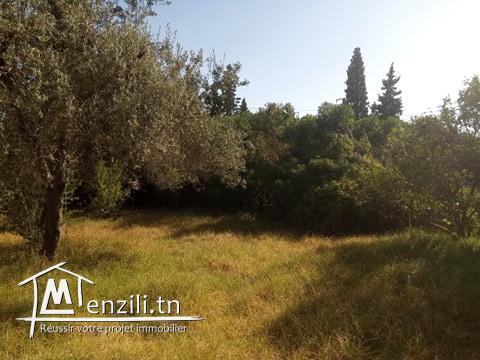 agréable terrain à megrine