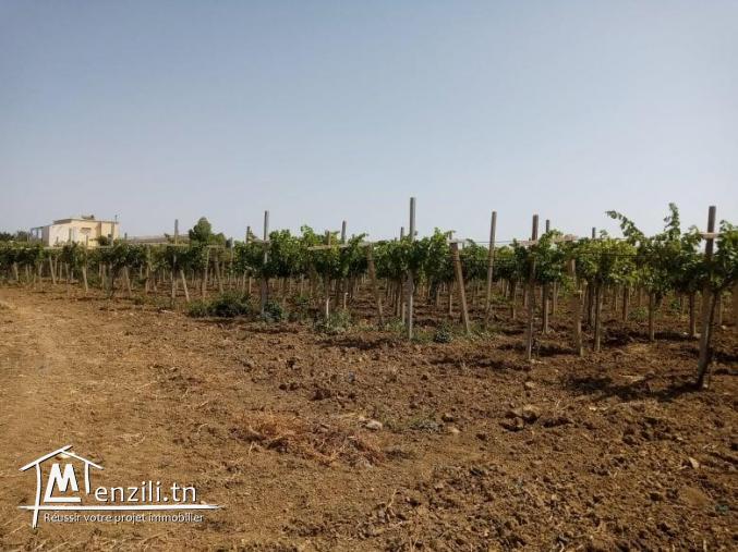 LOT DE TERRAIN AGRICOLE À OUZRA-MORNEG