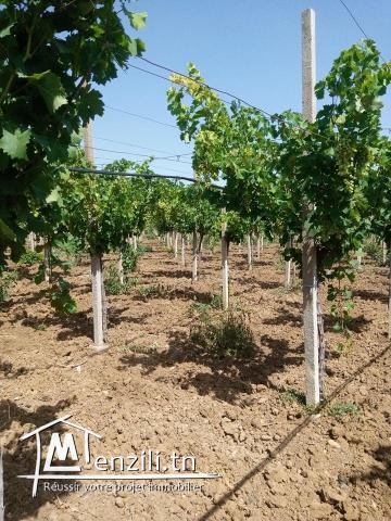 LOT DE TERRAIN AGRICOLE À OUZRA-MORNEG