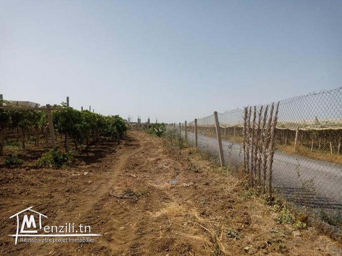 LOT DE TERRAIN AGRICOLE À OUZRA-MORNEG