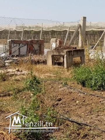 LOT DE TERRAIN AGRICOLE À OUZRA-MORNEG