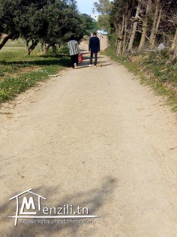 a vendre lot de  1000m²