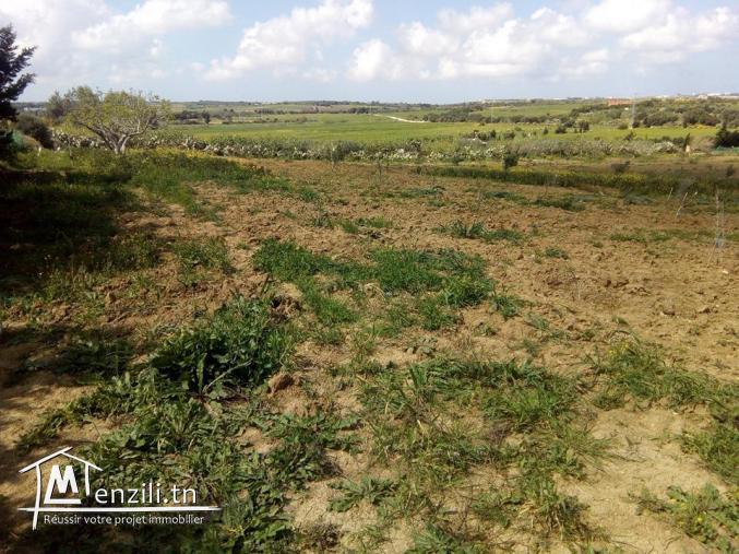 a vendre lot de  1000m²