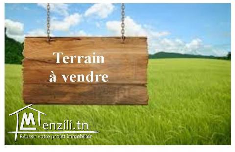 Terrain de 1000m² a Kelibia
