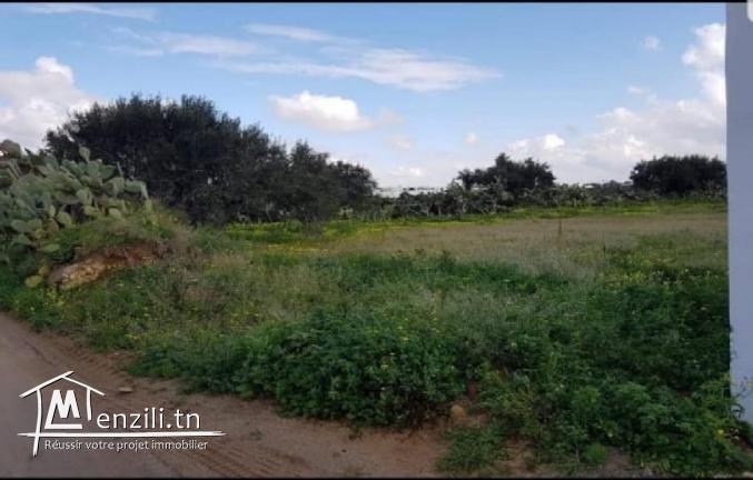 Terrain hammamet nord 500 m2 bien située