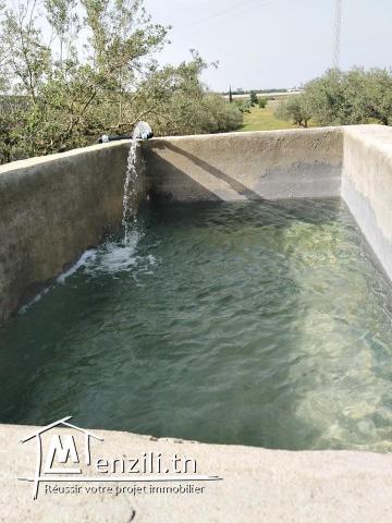 Terrain agricole Clôturé  maison eaux électricité Oliviers