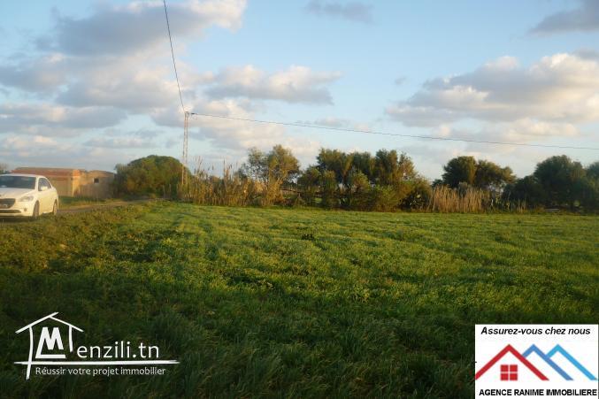 Terrain agricole de 6267m2 el haouaria