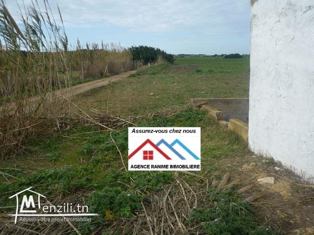 Terrain agricole de 6267m2 el haouaria