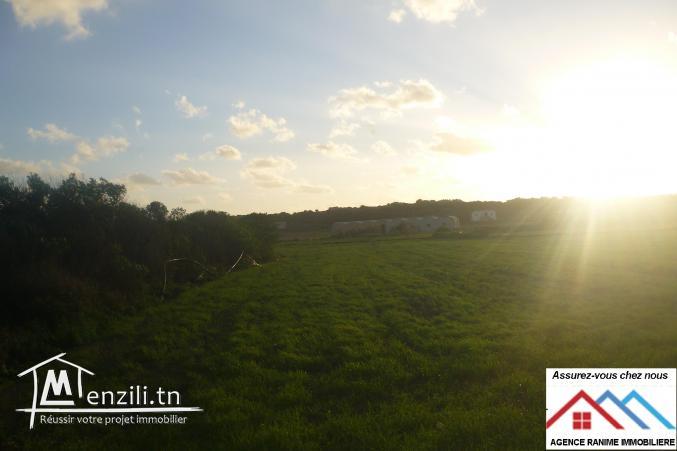 Terrain agricole de 6267m2 el haouaria