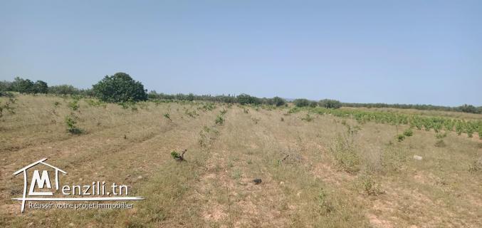 terrain agricole d'un hec et 1000m nu