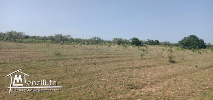 6000m à sidi hammed