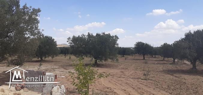 un terrain de 2 hectares et 2200m