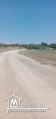 hectar olivier sidi said bouficha