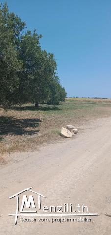 hectar olivier sidi said bouficha