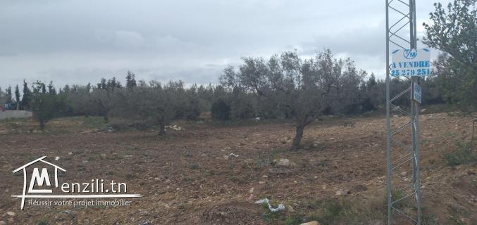 terrain commercial de 1600m