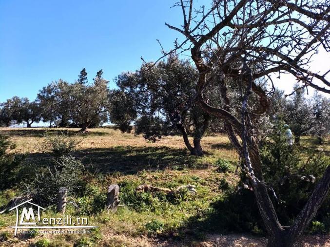 un lot de terrain de 4500m²  a vendre
