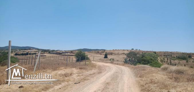 Terrain de 200m a hammamet nord entre mrézga et hammamet