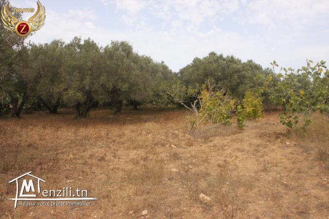 vendre un terrain à Sidi Madhkour_Dar Alouche 5