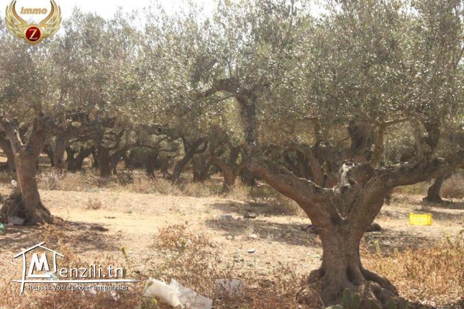 vendre Terrain à bâtir 1350 m2