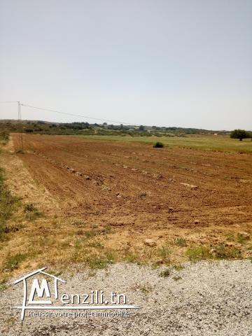 للبيع 6 هكتارات في منطقة فلاحية رائعة