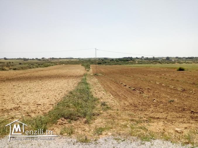 للبيع 6 هكتارات في منطقة فلاحية رائعة