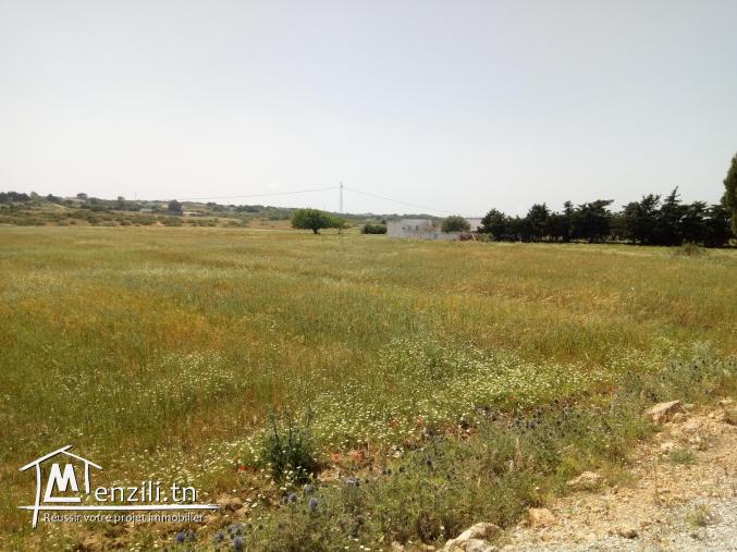 للبيع 6 هكتارات في منطقة فلاحية رائعة