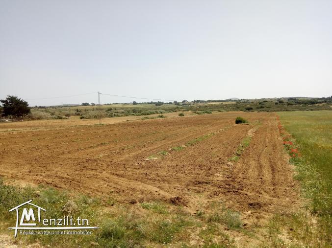 للبيع 6 هكتارات في منطقة فلاحية رائعة