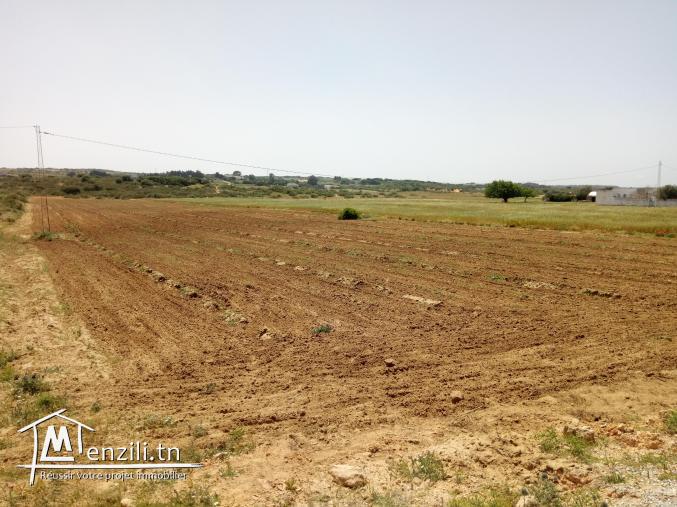 للبيع 6 هكتارات في منطقة فلاحية رائعة