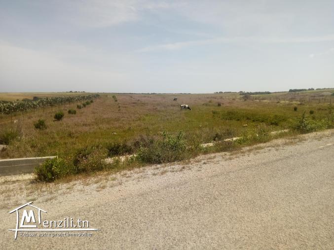 vendre un terrain de superficie 9000 m² à kélibia