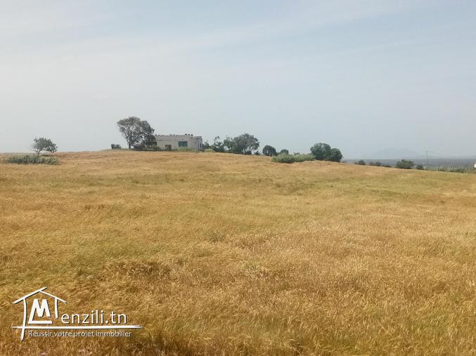 vendre un terrain de superficie 9000 m² à kélibia