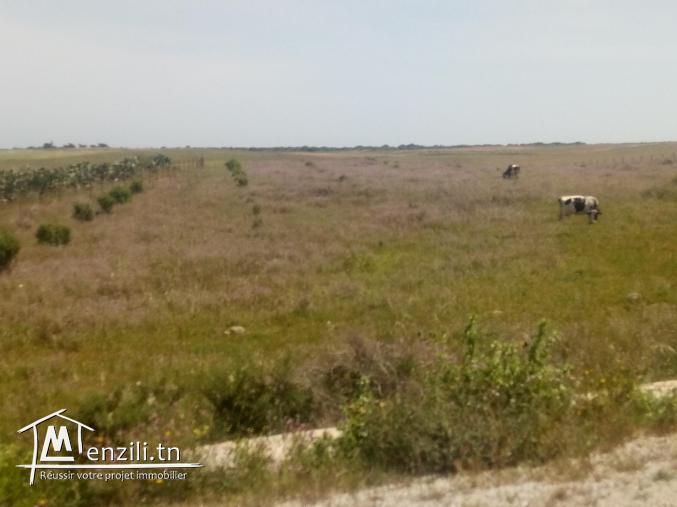 vendre un terrain de superficie 9000 m² à kélibia