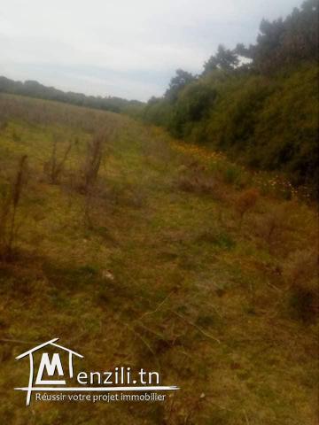 vendre un terrain de 288.5 m2