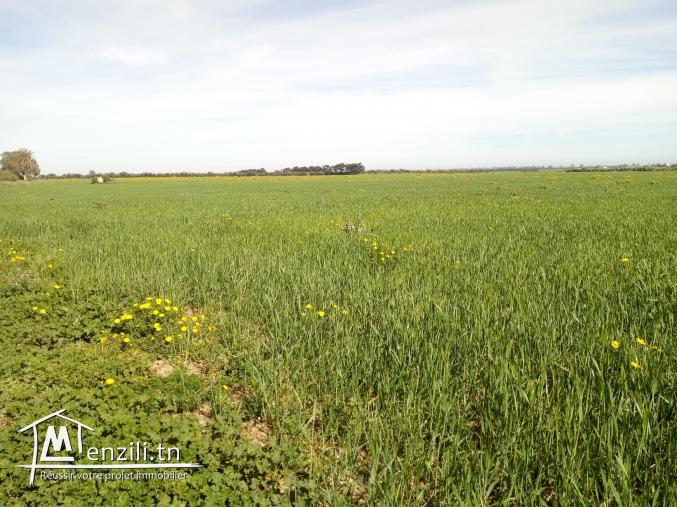 vendre un terrain de 19_hectares