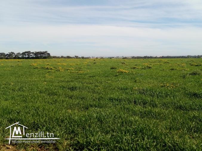 vendre un terrain de 19_hectares