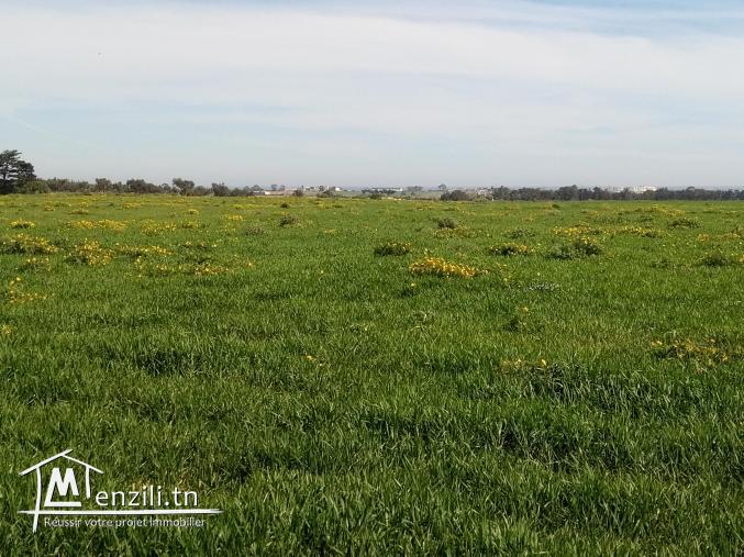 vendre un terrain de 19_hectares